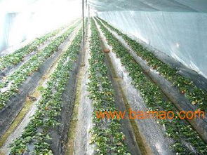 優質蘭州農用地膜與嘉峪關西瓜專用膜的供應指南與市場分析