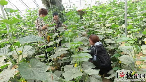 河北發布13條‘冬農趣’系列鄉村旅游精品線路，助力服務農業園藝主題（含路線卡）